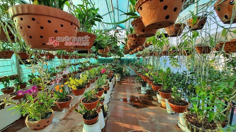 (Chơi lan không còn là thú vui mà còn đem lại giá trị kinh tế cao) (Chơi lan không còn là thú vui mà còn đem lại giá trị kinh tế cao)